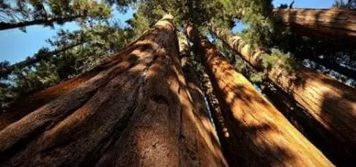 National Parks = American Treasures