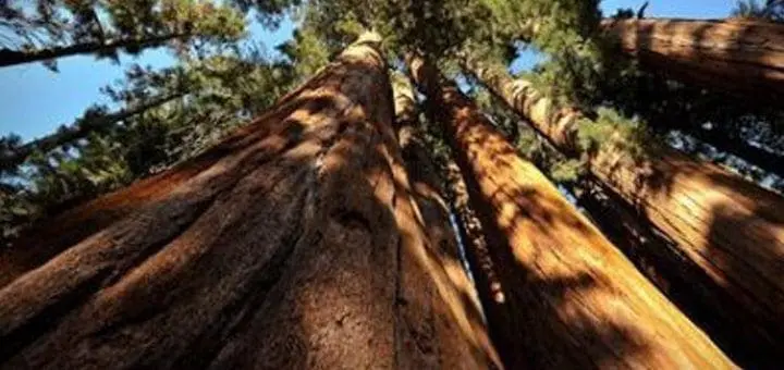 National Parks = American Treasures