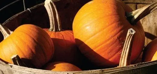 Fall Means Pumpkin GFCF Recipes to Enjoy this Cozy Autumn Season
