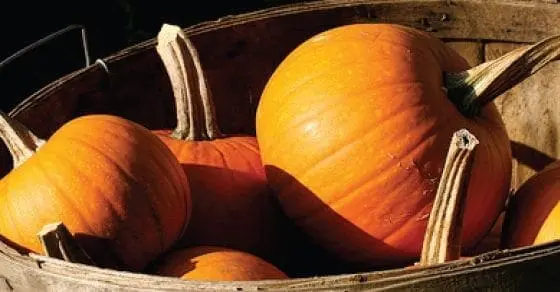 Fall Means Pumpkin GFCF Recipes to Enjoy this Cozy Autumn Season