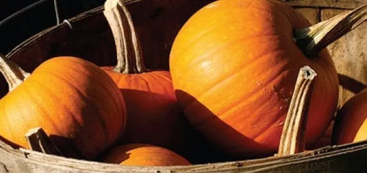 Fall Means Pumpkin GFCF Recipes to Enjoy this Cozy Autumn Season