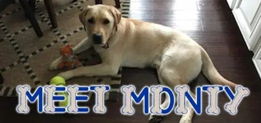 Considering a Service Dog? Meet My Monty