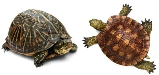 Turtles