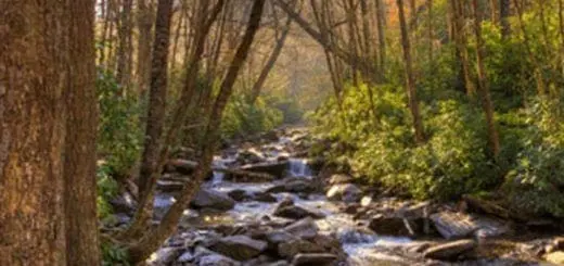 Free Access Pass to America the Beautiful