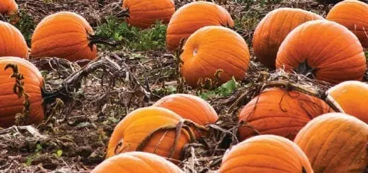 Decker Farm , Staten Island