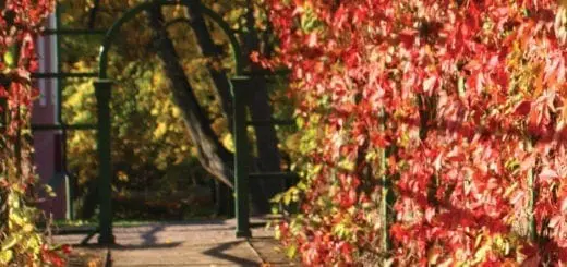 Mommy's Timeout Fall Foliage