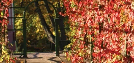 Mommy's Timeout Fall Foliage