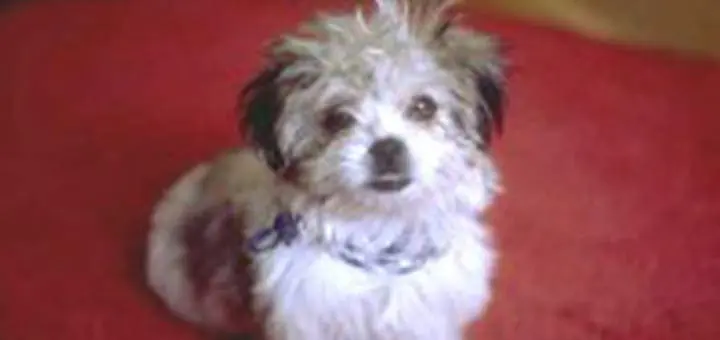 The Puppy – A Story from Chicken Soup for the Soul