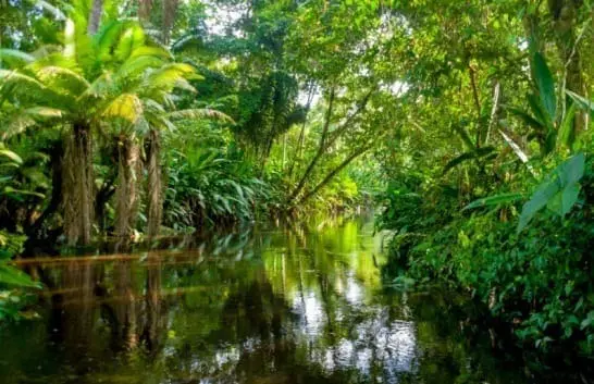 Adventure: Amazon Rainforest