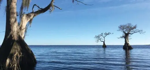 Mommy's Timeout: Blue Cypress Lake