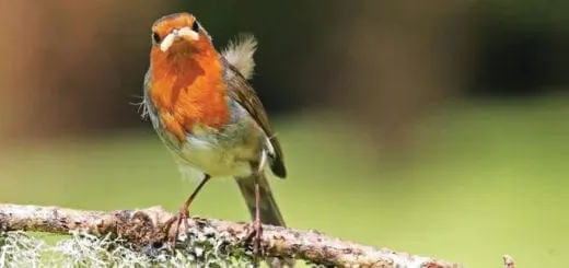 Mommys Timeout Colors in Nature