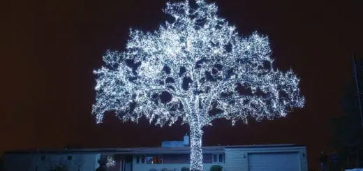 Mommy's Timeout: Beautiful Tree All Lit Up