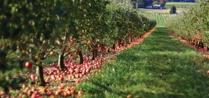 Mommys Timeout Larriland Farm