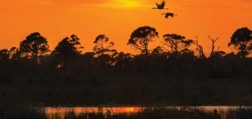 Sunset in the Savanna