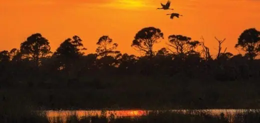 Sunset in the Savanna