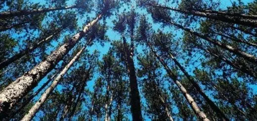 Mommys Timeout Beautiful Trees