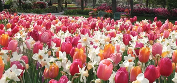 Mommys Timeout Magnificent Blooms