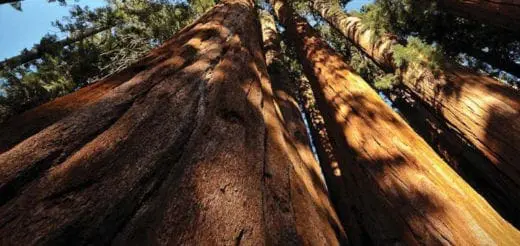 Mommys Timeout Giant Sequoias Along the Crescent Meadow Trail