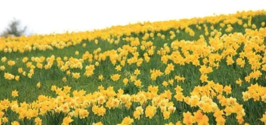 Mommys Timeout Daffodil Field