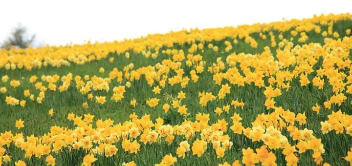Mommys Timeout Daffodil Field
