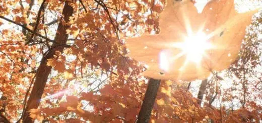 Mommys Timeout Out in the Woods Fall Leaves