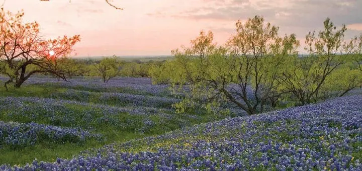Mommys Timeout Wild Bluebonnets