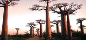 Mommys Timeout Baobabs Sunset Trees