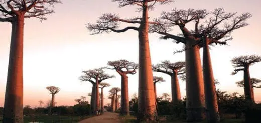 Mommys Timeout Baobabs Sunset Trees