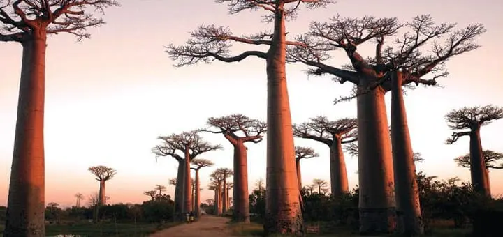 Mommys Timeout Baobabs Sunset Trees