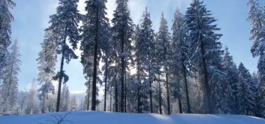 Mommy's Timeout: Magnificent Trees