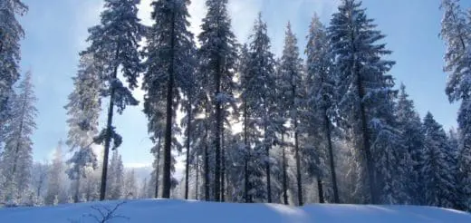 Mommy's Timeout: Magnificent Trees