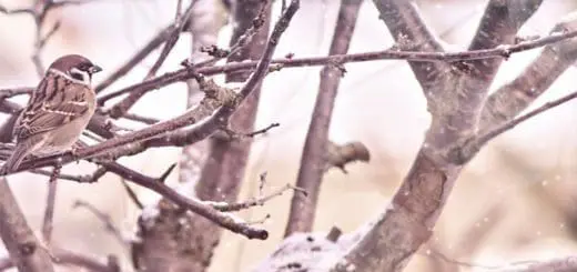 Mommys Timeout Beautiful Winter Landscape