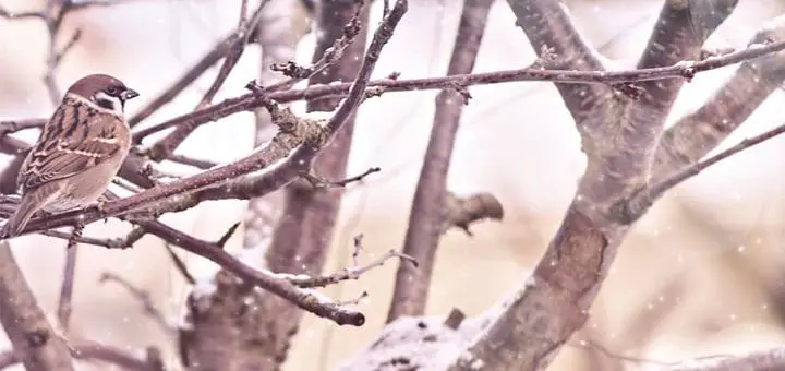 Mommys Timeout Beautiful Winter Landscape