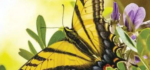 Mommys Timeout Beautiful Western Tiger Swallowtail Butterfly