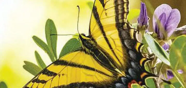 Mommys Timeout Beautiful Western Tiger Swallowtail Butterfly