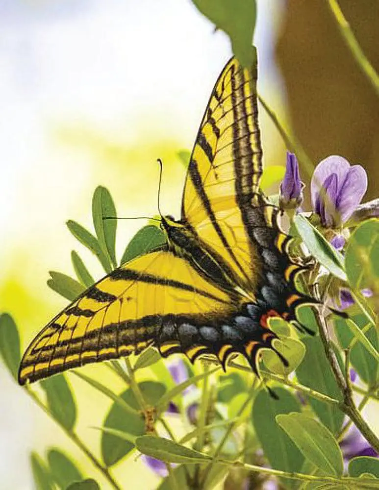 Western Tiger Swallowtail Butterfly