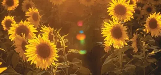 Mommys Timeout Golden Sunflower Field