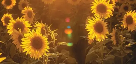 Mommys Timeout Golden Sunflower Field