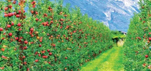 Mommys Timeout Apple Orchard in Autumn Sunlight