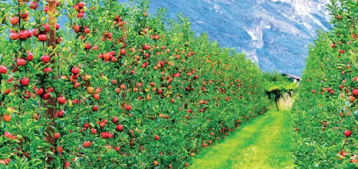 Mommys Timeout Apple Orchard in Autumn Sunlight