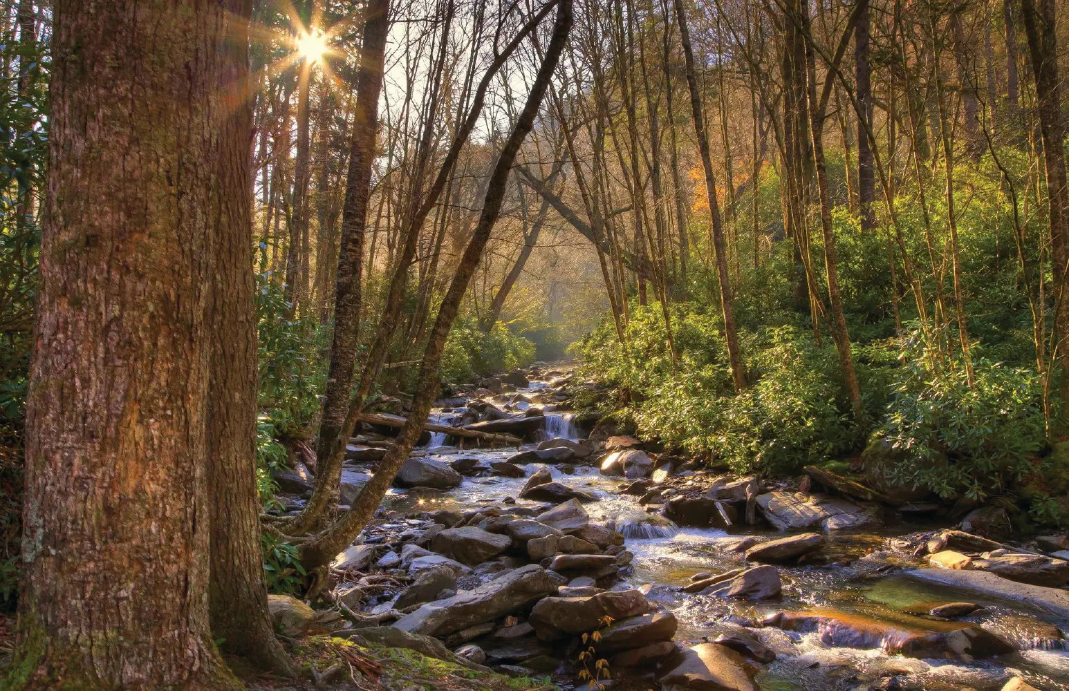 Great Smoky Mountain
