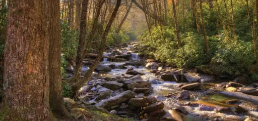 Mommy's Timeout Great Smoky Mountains National Park